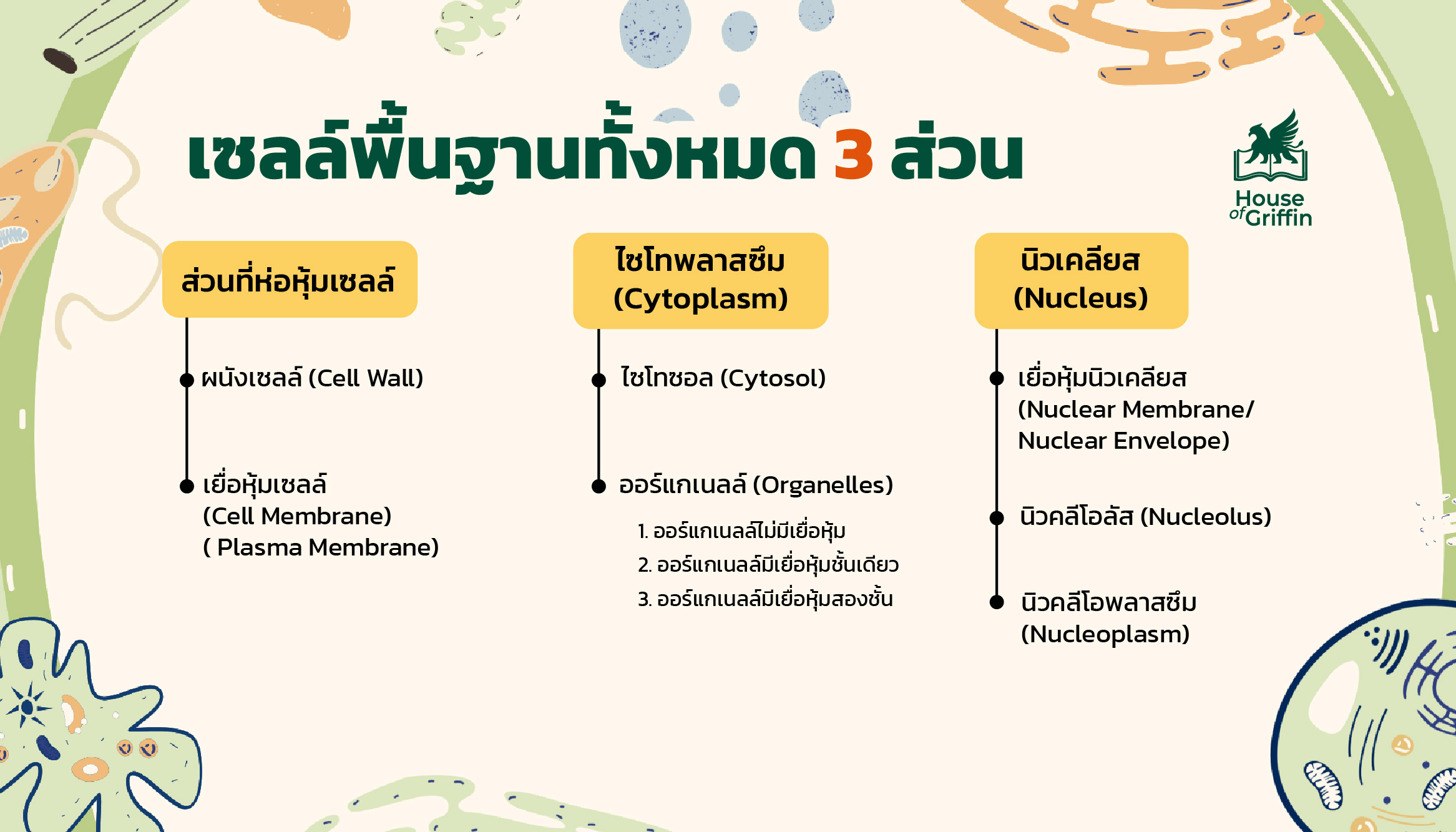 โครงสร้างเซลล์ทั้ง 3 ส่วน