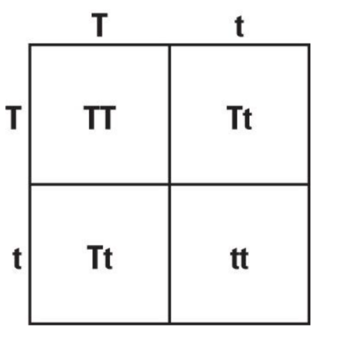 การวาดตาราง Punnett Square